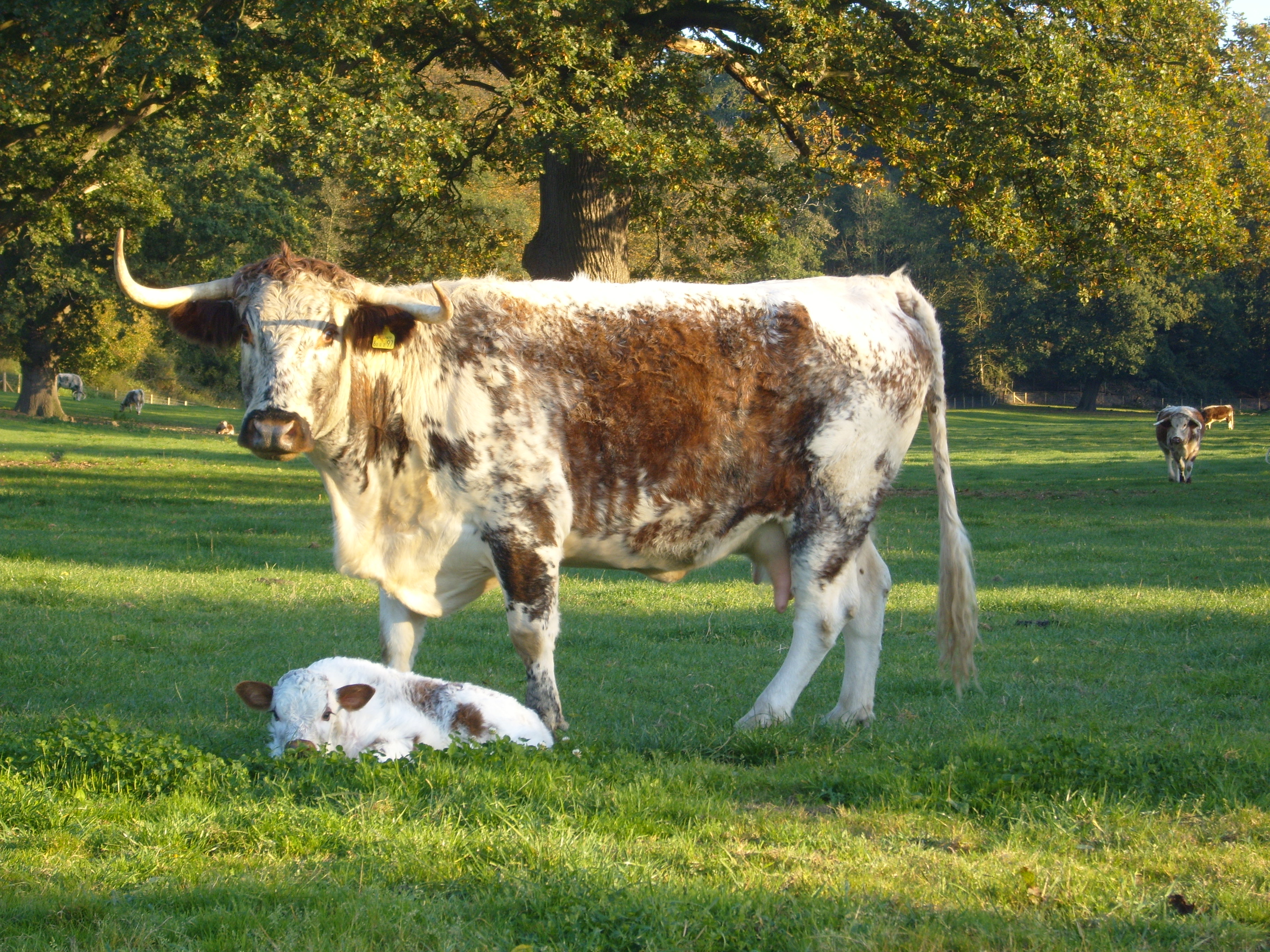 Cow and new Calf
