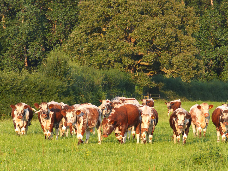 What Makes Longhorn Beef The Best Beef Great Berwick Organics