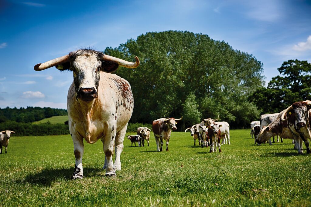 What Makes Longhorn Beef The Best Beef Great Berwick Organics